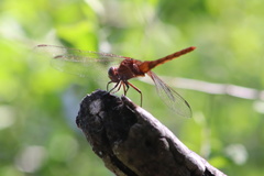 Erythemis mithroides