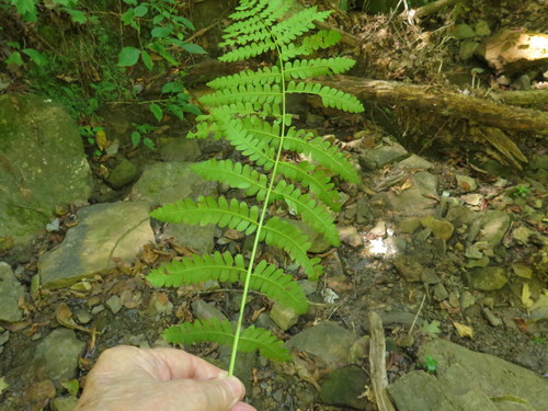 Osmunda claytoniana iNat (3)
