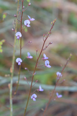 Desmodium lineatum