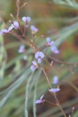 Desmodium lineatum