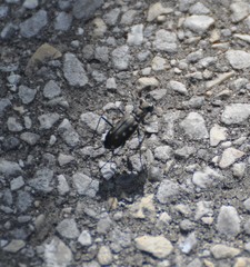 Cicindela ocellata