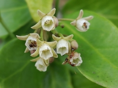 Cynanchum ellipticum