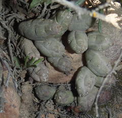 Piaranthus