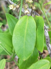 Cynanchum ellipticum