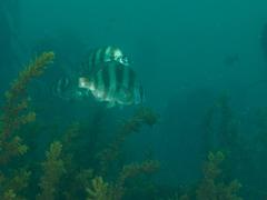 Diplodus hottentotus