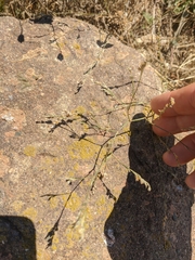 Bufonia parviflora