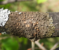 Melanohalea exasperata