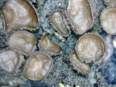 Melanohalea exasperata