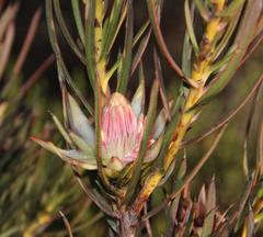 Protea odorata