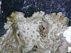 Melanohalea exasperata