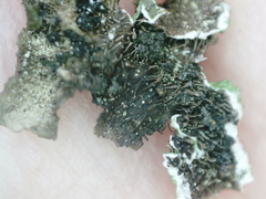 Melanohalea exasperata