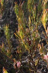 Protea odorata