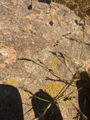 Bufonia parviflora