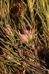 Protea odorata