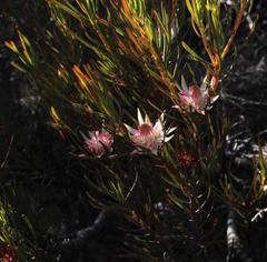 Protea odorata