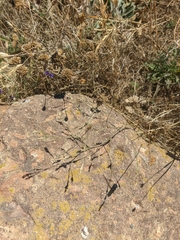 Bufonia parviflora