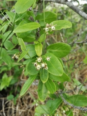 Cynanchum ellipticum