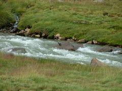 Merganetta armata armata