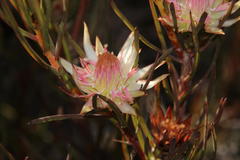 Protea odorata