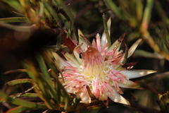 Protea odorata