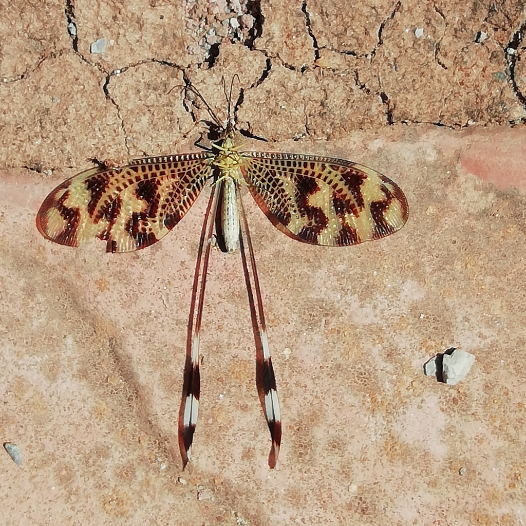 Spoonwings