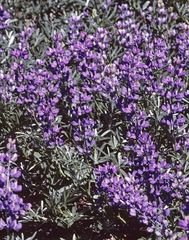 Lupinus obtusilobus