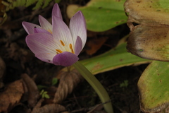 Colchicum woronowii