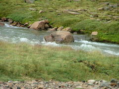 Merganetta armata armata