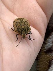 Pachycoris torridus