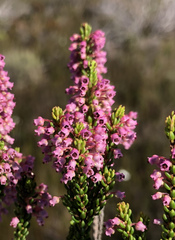 Erica curtophylla