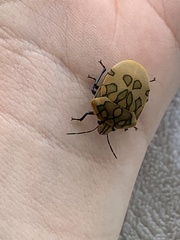 Pachycoris torridus