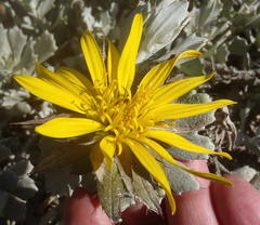 Berkheya cuneata