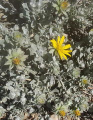 Berkheya cuneata