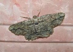 Menophra berenicidaria