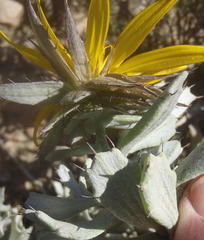 Berkheya cuneata