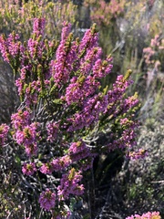 Erica curtophylla