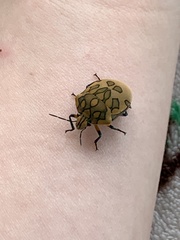 Pachycoris torridus