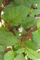 Commicarpus chinensis