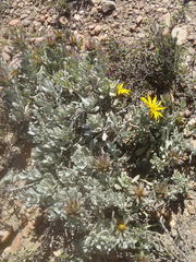 Berkheya cuneata