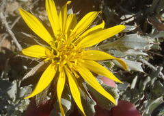 Berkheya cuneata