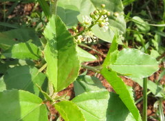 Croton bonplandianus