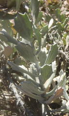 Berkheya cuneata