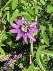 Passiflora amethystina × caerulea