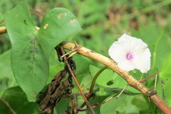 Ipomoea aquatica