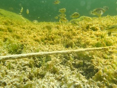 Herichthys minckleyi