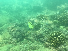 Johnrandallia nigrirostris