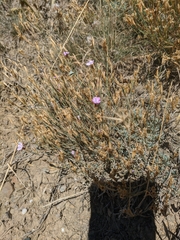 Dianthus humilis