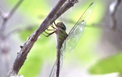 Triacanthagyna caribbea