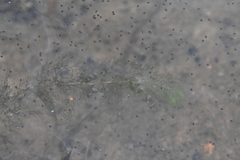 Utricularia australis