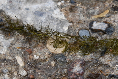 Utricularia australis